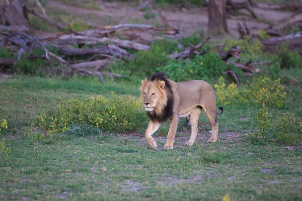 León Depredador Felino Cazador — Foto de Stock