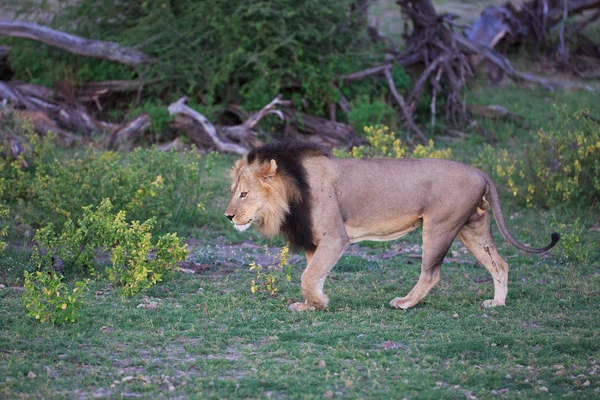 Lejonrovdjur Jägare — Stockfoto
