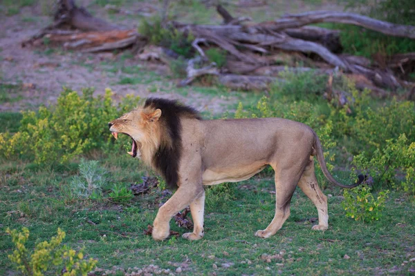 Aslan Kedisi Avcısı Avcı — Stok fotoğraf