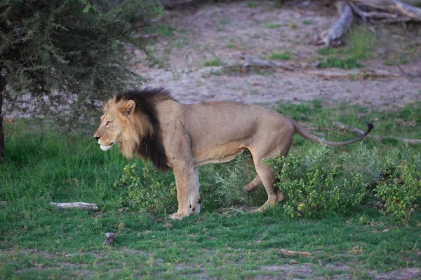 León Depredador Felino Cazador — Foto de Stock