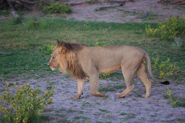 Lion Feline Predator Hunter — Stock Photo, Image