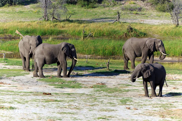 Animal Elefante Africano Mamífero Grande — Fotografia de Stock