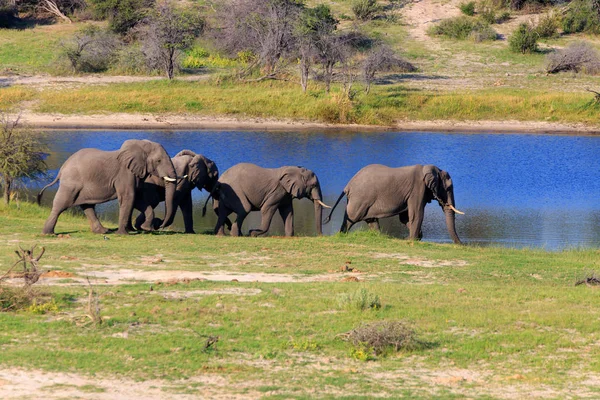 Elefante Africano Mamífero Grande —  Fotos de Stock
