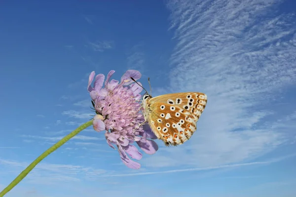 비둘기 쓸개즙 Scabiosa Columbaria 암녹색 — 스톡 사진