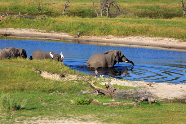 Elefantes Rebanho África Sul — Fotografia de Stock