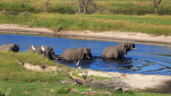 Animal Elefante Africano Mamífero Grande — Fotografia de Stock