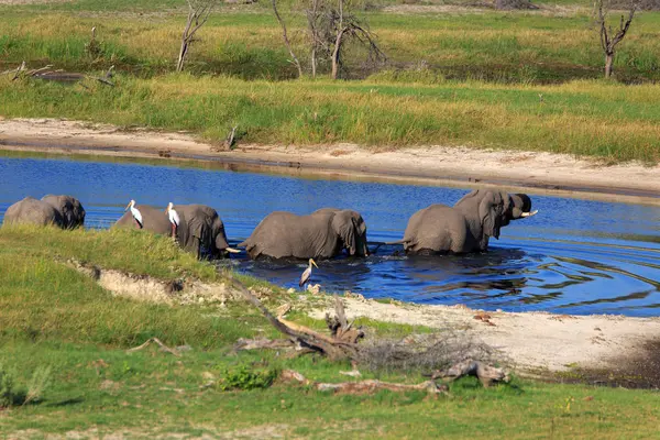 Manada Elefantes Río Boteti —  Fotos de Stock