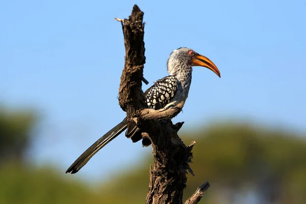 Schilderachtig Uitzicht Prachtige Vogel Natuur — Stockfoto