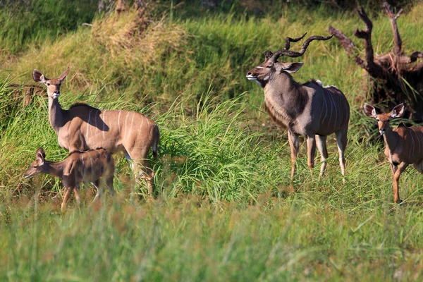 Kudu Antelope Animais Selvagens Fauna Natureza — Fotografia de Stock