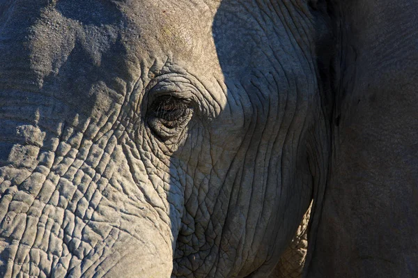 Elefante Africano Mamífero Grande — Foto de Stock