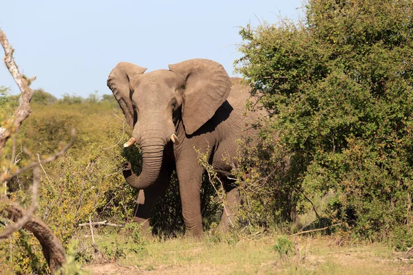 Animal Elefante Africano Mamífero Grande — Fotografia de Stock