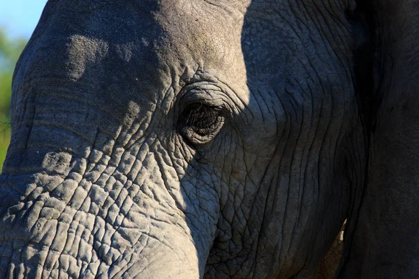 Elefante Africano Mamífero Grande — Foto de Stock