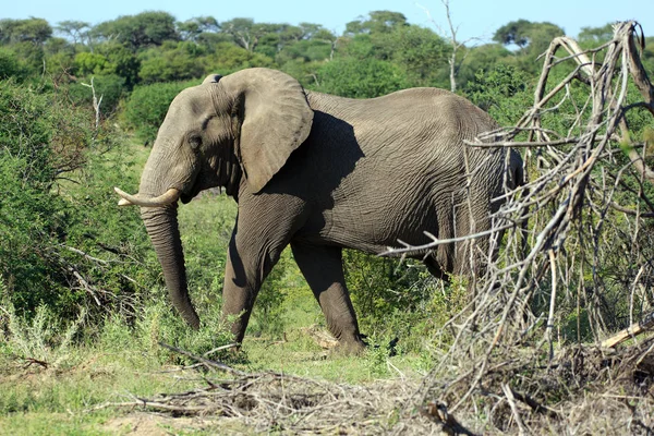 Éléphant Afrique Grand Mammifère — Photo