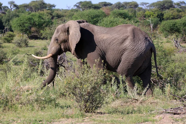 Éléphant Savane Animal Nature Mammifère Faune — Photo