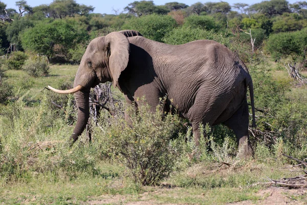 Savannah Elefante Animal Natureza Mamífero Fauna — Fotografia de Stock