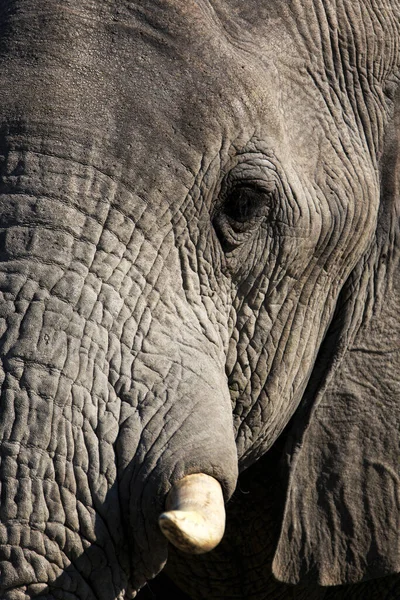 Savannah Elephant Nature Animal Fauna Mammal — Stock Photo, Image