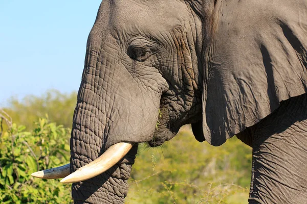 Savannah大象 自然动物 哺乳动物 — 图库照片