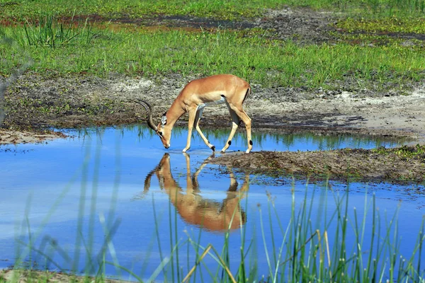 萨凡纳的动植物景观 — 图库照片