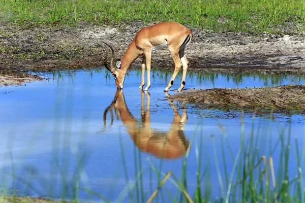 Impala Río Boteti —  Fotos de Stock