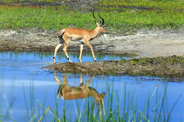 Hayvanat Bahçesi Savannah Bitkisinin Manzarası — Stok fotoğraf