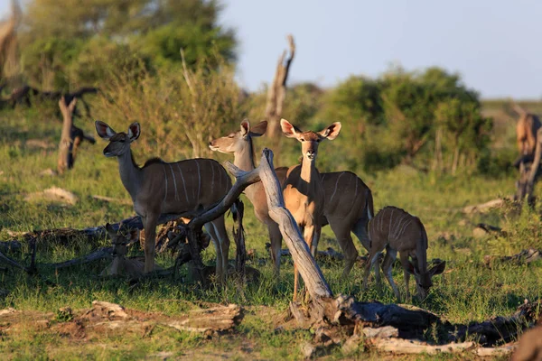 Kudu Antelope Animais Selvagens Fauna Natureza — Fotografia de Stock