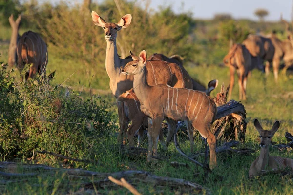 Kudu Antelope Animais Selvagens Fauna Natureza — Fotografia de Stock