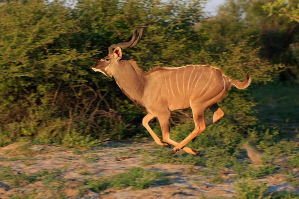 Kudu Antelope Animali Fauna Selvatica Fauna Naturale — Foto Stock