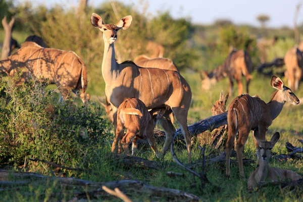 Kudu Antílope Animales Fauna Silvestre Fauna Natural —  Fotos de Stock