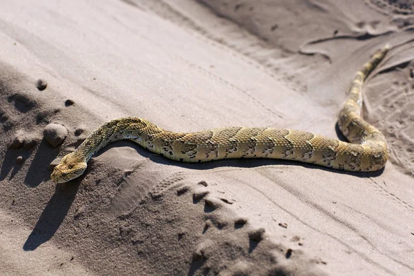 wildlife lizard animal, reptile