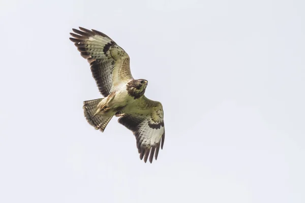 Vliegende Buizerd Jacht — Stockfoto