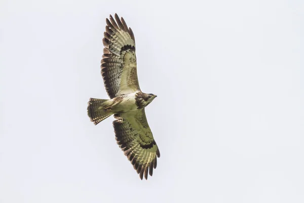 Buitre Volador Caza —  Fotos de Stock