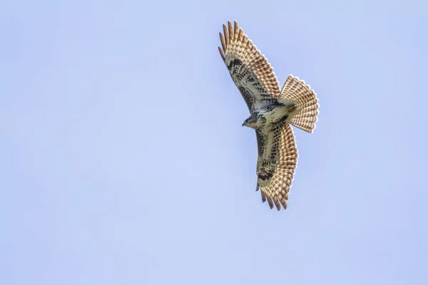 Vliegende Buizerd Jacht — Stockfoto