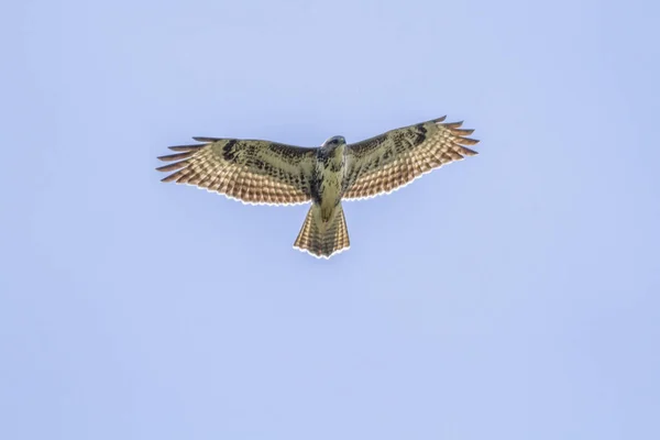 狩りに飛ぶブザード — ストック写真