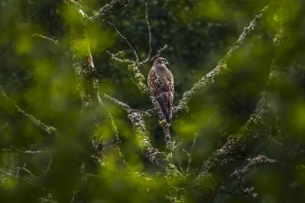 Buse Souris Volante Sur Chasse — Photo