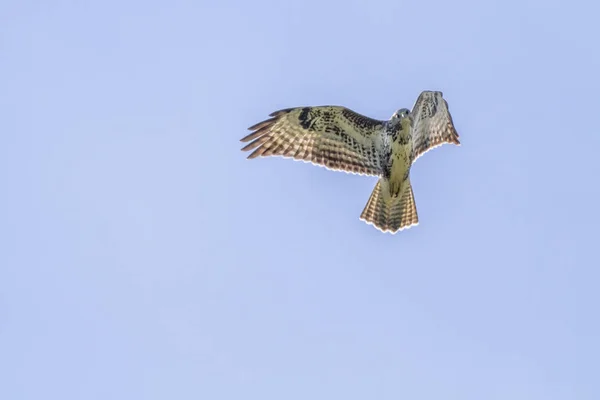 Uçan Akbaba Avlanıyor — Stok fotoğraf