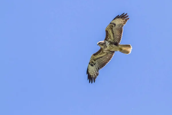 Mouse Buzzard Buteo Buteo — стоковое фото