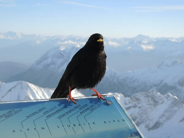 Vue Panoramique Sur Paysage Alpin Majestueux — Photo