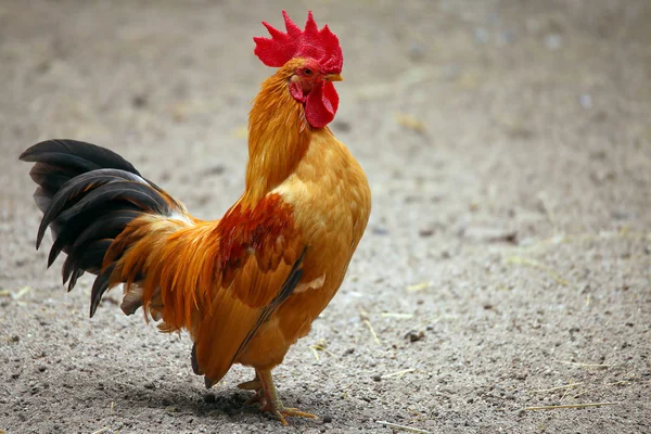 Kolorowy Kogut Fermie Kurczaków — Zdjęcie stockowe