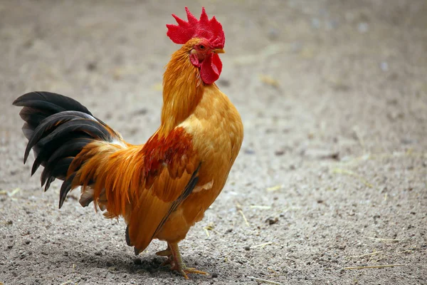 Coq Coloré Dans Une Ferme Poulets — Photo