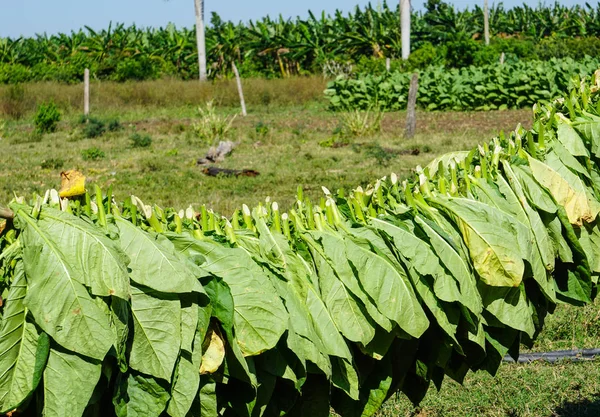 Tabaksbladeren Worden Geoogst Hangen Drogen Hete Tropische Zon — Stockfoto