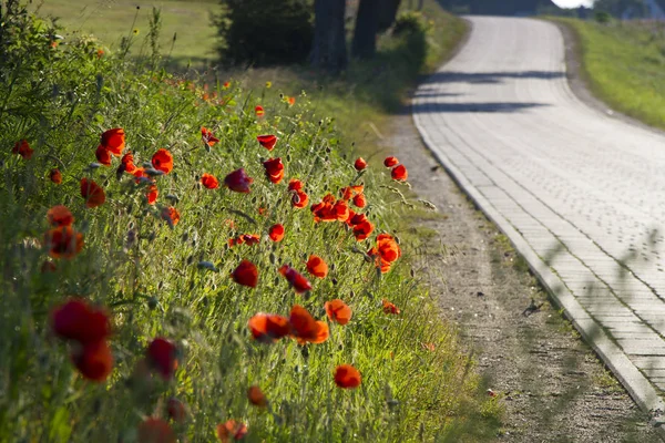 hiddensee in the first light of the day with a path leading into the island. on the edge poppy flower. sunrise over the sea,view towards bodden,warm light over the sea,first light in the day,poppy blossoms