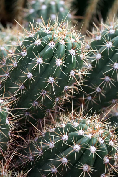 Planta Cactus Planta Botánica Con Espinas —  Fotos de Stock
