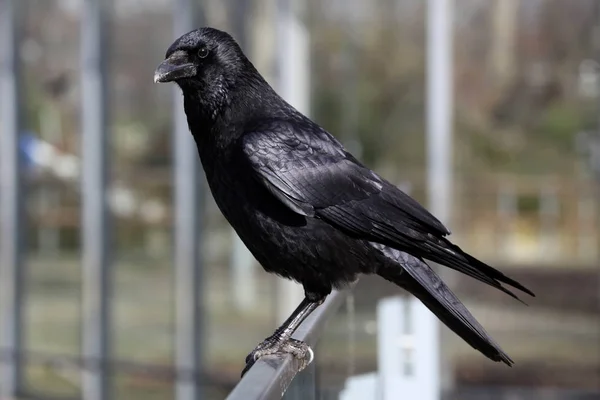 Rabe Auf Einem Geländer Der Stadt — Stockfoto