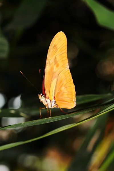 Mariposa Julia Mariposa Dryas Julia —  Fotos de Stock