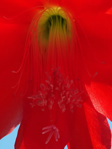 イースターサボテンの花 Hatiora — ストック写真