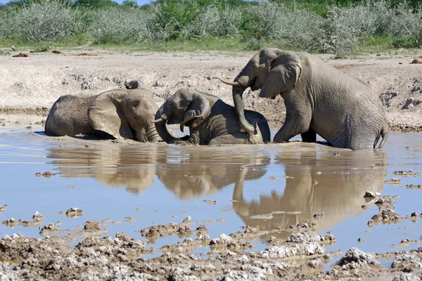 Savannah Elephant Животное Природы Фауна Млекопитающих — стоковое фото
