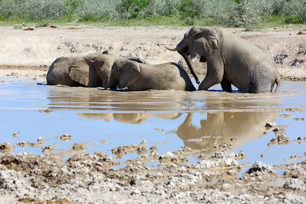 Savannah Elephant Животное Природы Фауна Млекопитающих — стоковое фото