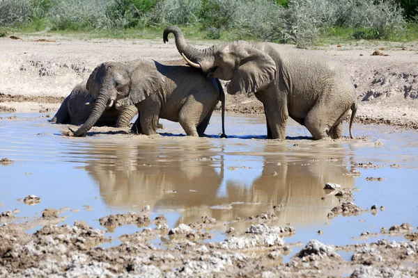 Savanne Elefant Naturtier Fauna Säugetier — Stockfoto