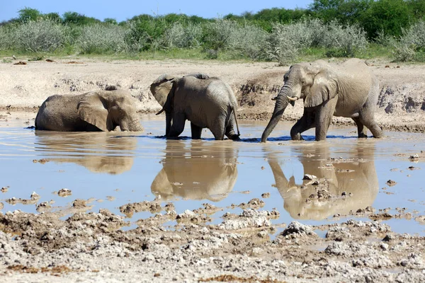 Savannah Elefánt Természet Állat Állatvilág Emlős — Stock Fotó
