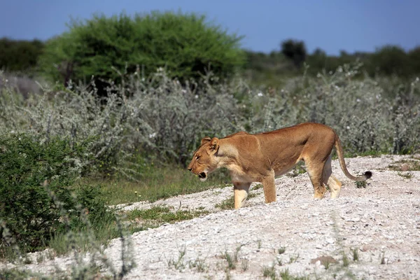 Savannah Wildcat Löwin Raubkatze — Stockfoto